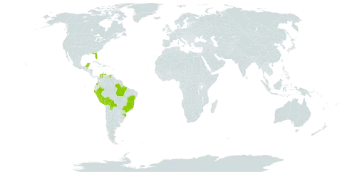 Alternanthera flavescens world distribution map, present in Belize, Bolivia (Plurinational State of), Brazil, Colombia, Dominica, Guadeloupe, Grenada, Saint Lucia, Mexico, Montserrat, Martinique, Peru, Trinidad and Tobago, United States of America, Saint Vincent and the Grenadines, and Venezuela (Bolivarian Republic of)