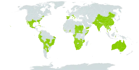 Alternanthera pungens world distribution map, present in Angola, Argentina, Australia, Benin, Burkina Faso, Bangladesh, Bolivia (Plurinational State of), Brazil, Bhutan, Botswana, Central African Republic, China, Congo, Colombia, Cuba, Ecuador, Spain, Gabon, Guinea, Indonesia, India, Israel, Italy, Jamaica, Lao People's Democratic Republic, Sri Lanka, Mexico, Myanmar, Mozambique, Mauritius, Namibia, Pakistan, Peru, Philippines, Puerto Rico, Paraguay, Réunion, Saudi Arabia, Sudan, Somalia, South Sudan, Sao Tome and Principe, Seychelles, Chad, Togo, Thailand, Trinidad and Tobago, Uruguay, United States of America, Venezuela (Bolivarian Republic of), Viet Nam, Yemen, South Africa, Zambia, and Zimbabwe