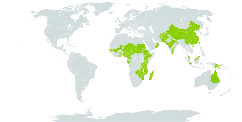 Alysicarpus ovalifolius world distribution map, present in Afghanistan, Angola, Australia, Barbados, Brunei Darussalam, China, Cameroon, Ethiopia, Gabon, Ghana, Guinea-Bissau, Indonesia, India, Kenya, Madagascar, Mali, Mozambique, Malawi, Malaysia, Niger, Nigeria, Oman, Pakistan, Philippines, Papua New Guinea, Sudan, Senegal, Singapore, Solomon Islands, Chad, Togo, Taiwan, Province of China, Tanzania, United Republic of, Zambia, and Zimbabwe