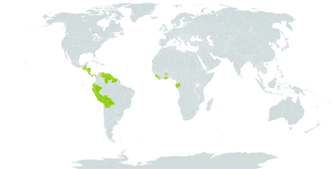 Amanoa world distribution map, present in Belize, Bolivia (Plurinational State of), Cabo Verde, Costa Rica, Ecuador, Gabon, Ghana, Guatemala, Guyana, Honduras, Liberia, Nicaragua, Panama, Peru, Sierra Leone, Suriname, and Venezuela (Bolivarian Republic of)