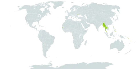 Amaracarpus world distribution map, present in Andorra, Moldova (Republic of), Myanmar, Philippines, Solomon Islands, Seychelles, Thailand, and Vanuatu