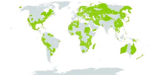 Amaranthus blitum world distribution map, present in Angola, Anguilla, Albania, Argentina, Australia, Austria, Azerbaijan, Belgium, Benin, Bangladesh, Bulgaria, Bahamas, Bosnia and Herzegovina, Belarus, Bolivia (Plurinational State of), Brazil, Canada, Switzerland, China, Côte d'Ivoire, Cameroon, Congo, Colombia, Cabo Verde, Cuba, Cyprus, Czech Republic, Germany, Dominica, Denmark, Algeria, Ecuador, Egypt, Spain, Estonia, Finland, France, Gabon, Georgia, Gibraltar, Guinea, Greece, French Guiana, Guyana, Croatia, Hungary, Indonesia, Iran (Islamic Republic of), Israel, Italy, Japan, Kazakhstan, Kenya, Kyrgyzstan, Lao People's Democratic Republic, Lebanon, Liberia, Saint Lucia, Liechtenstein, Sri Lanka, Lithuania, Luxembourg, Latvia, Morocco, Madagascar, Mexico, Marshall Islands, North Macedonia, Malta, Montenegro, Mozambique, Mauritania, Mauritius, Nigeria, Netherlands, Nepal, New Zealand, Pakistan, Peru, Philippines, Papua New Guinea, Poland, Puerto Rico, Korea (Democratic People's Republic of), Portugal, Paraguay, Réunion, Romania, Russian Federation, Saudi Arabia, Sudan, Singapore, Serbia, South Sudan, Suriname, Slovakia, Slovenia, Sweden, Thailand, Tajikistan, Turkmenistan, Tonga, Trinidad and Tobago, Tunisia, Turkey, Taiwan, Province of China, Tanzania, United Republic of, Uganda, Ukraine, Uruguay, United States of America, Uzbekistan, Venezuela (Bolivarian Republic of), Viet Nam, Yemen, South Africa, Zambia, and Zimbabwe