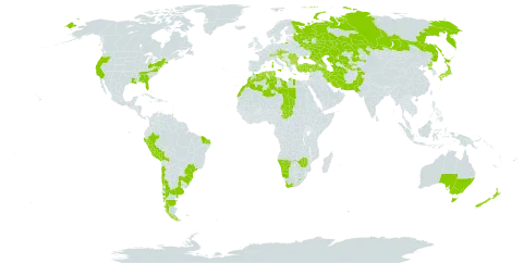 Amaranthus deflexus world distribution map, present in Albania, Andorra, Argentina, Australia, Austria, Azerbaijan, Bulgaria, Bosnia and Herzegovina, Bolivia (Plurinational State of), Brazil, Switzerland, Chile, Czech Republic, Algeria, Spain, France, Georgia, Greece, Croatia, Iran (Islamic Republic of), Italy, Japan, Kazakhstan, Lebanon, Libya, Liechtenstein, Lesotho, Morocco, North Macedonia, Malta, Montenegro, Namibia, New Zealand, Pakistan, Peru, Korea (Democratic People's Republic of), Portugal, Romania, Russian Federation, Slovakia, Slovenia, Chad, Tajikistan, Turkmenistan, Trinidad and Tobago, Tunisia, Turkey, Ukraine, Uruguay, United States of America, Uzbekistan, South Africa, and Zimbabwe