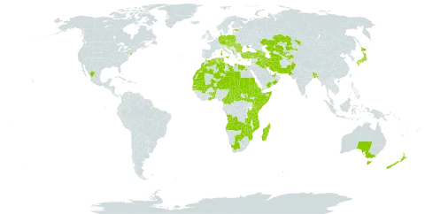 Amaranthus graecizans world distribution map, present in Afghanistan, Angola, Anguilla, Albania, United Arab Emirates, Armenia, Australia, Austria, Azerbaijan, Benin, Burkina Faso, Bangladesh, Bulgaria, Bahrain, Bosnia and Herzegovina, Botswana, Central African Republic, Cameroon, Cabo Verde, Cyprus, Czech Republic, Germany, Algeria, Egypt, Eritrea, Spain, Estonia, Ethiopia, France, Georgia, Ghana, Greece, Croatia, Hungary, India, Iran (Islamic Republic of), Iraq, Israel, Italy, Japan, Kazakhstan, Kenya, Kuwait, Lebanon, Libya, Sri Lanka, Morocco, Madagascar, Mexico, North Macedonia, Mali, Malta, Montenegro, Mozambique, Mauritania, Malawi, Niger, New Zealand, Oman, Pakistan, Poland, Portugal, Qatar, Romania, Saudi Arabia, Sudan, Senegal, Somalia, Serbia, South Sudan, Sao Tome and Principe, Slovakia, Slovenia, Chad, Togo, Tajikistan, Turkmenistan, Tunisia, Turkey, Tanzania, United Republic of, Uganda, Ukraine, United States Minor Outlying Islands, United States of America, Uzbekistan, Yemen, South Africa, Zambia, and Zimbabwe