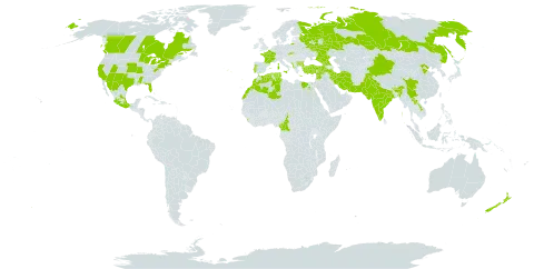 Amaranthus hypochondriacus world distribution map, present in Anguilla, Albania, Bulgaria, Bhutan, Canada, China, Cameroon, Algeria, Egypt, Spain, France, Georgia, Greece, India, Iran (Islamic Republic of), Israel, Italy, Lao People's Democratic Republic, Lebanon, Sri Lanka, Morocco, Mexico, Montenegro, Nepal, New Zealand, Pakistan, Portugal, Russian Federation, Slovakia, Syrian Arab Republic, Tunisia, Turkey, and United States of America