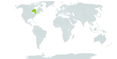 Amaranthus hypochondriacus var. powellii world distribution map, present in Canada