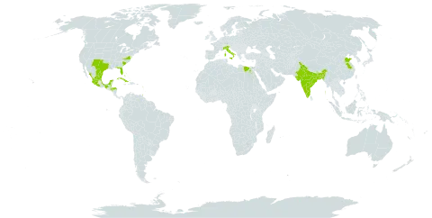 Amaranthus polygonoides world distribution map, present in Antigua and Barbuda, Bangladesh, Bahamas, Belize, Barbados, China, Cuba, Egypt, Guadeloupe, Honduras, India, Italy, Jamaica, Mexico, Trinidad and Tobago, and United States of America