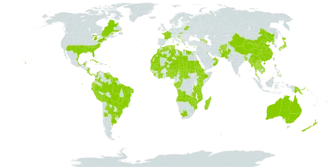 Amaranthus viridis world distribution map, present in Afghanistan, Angola, Anguilla, Albania, United Arab Emirates, Argentina, American Samoa, French Southern Territories, Antigua and Barbuda, Australia, Azerbaijan, Benin, Bonaire, Sint Eustatius and Saba, Burkina Faso, Bangladesh, Bahrain, Bahamas, Belarus, Belize, Bolivia (Plurinational State of), Brazil, Barbados, Bhutan, Central African Republic, Canada, China, Côte d'Ivoire, Congo, Cook Islands, Colombia, Comoros, Costa Rica, Cuba, Cayman Islands, Cyprus, Dominica, Algeria, Ecuador, Egypt, Eritrea, Spain, Ethiopia, Fiji, France, Micronesia (Federated States of), Gabon, Georgia, Guinea, Guadeloupe, Equatorial Guinea, Greece, French Guiana, Guam, Guyana, Croatia, India, Israel, Italy, Jamaica, Japan, Kenya, Cambodia, Kiribati, Kuwait, Lao People's Democratic Republic, Lebanon, Libya, Saint Lucia, Sri Lanka, Morocco, Madagascar, Maldives, Mexico, Marshall Islands, Mali, Malta, Myanmar, Northern Mariana Islands, Mozambique, Mauritania, Montserrat, Martinique, Mauritius, Niger, Nigeria, Nicaragua, Niue, Nepal, New Zealand, Oman, Pakistan, Panama, Pitcairn, Peru, Philippines, Palau, Papua New Guinea, Puerto Rico, Korea (Democratic People's Republic of), Portugal, Paraguay, Qatar, Réunion, Saudi Arabia, Sudan, Senegal, Sierra Leone, Sao Tome and Principe, Suriname, Slovakia, Seychelles, Turks and Caicos Islands, Chad, Togo, Thailand, Tonga, Trinidad and Tobago, Tunisia, Taiwan, Province of China, Tanzania, United Republic of, Uganda, United States Minor Outlying Islands, Uruguay, United States of America, Venezuela (Bolivarian Republic of), Viet Nam, Yemen, South Africa, Zambia, and Zimbabwe