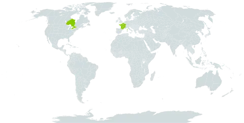 Amaranthus x ozanonii world distribution map, present in Canada and France