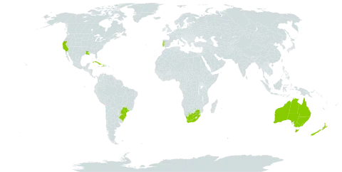 Amaryllis belladonna world distribution map, present in Australia, Brazil, Cuba, Dominica, Haiti, New Zealand, Portugal, United States of America, and South Africa