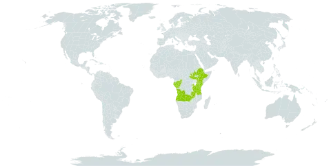 Ambassa hochstetteri world distribution map, present in Angola, Congo, Ethiopia, Gabon, Kenya, Rwanda, South Sudan, Tanzania, United Republic of, Uganda, and Zambia