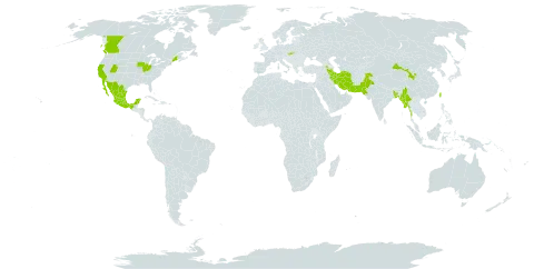 Amberboa moschata world distribution map, present in Armenia, Bangladesh, Canada, China, United Kingdom of Great Britain and Northern Ireland, India, Iran (Islamic Republic of), Mexico, Myanmar, Pakistan, Slovakia, Taiwan, Province of China, and United States of America