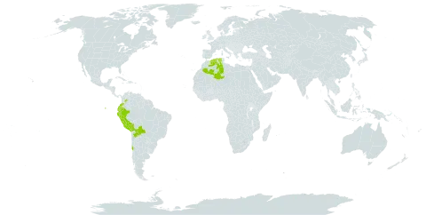 Ambrosia arborescens world distribution map, present in Bolivia (Plurinational State of), Chile, Colombia, Algeria, Ecuador, and Peru