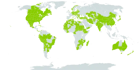 Ambrosia artemisiifolia world distribution map, present in Afghanistan, Anguilla, Albania, Argentina, Armenia, American Samoa, Australia, Austria, Azerbaijan, Belgium, Burkina Faso, Bulgaria, Bahamas, Bosnia and Herzegovina, Belarus, Bermuda, Bolivia (Plurinational State of), Brazil, Botswana, Canada, Switzerland, Chile, China, Côte d'Ivoire, Cameroon, Colombia, Cabo Verde, Costa Rica, Cuba, Cyprus, Czech Republic, Germany, Denmark, Algeria, Ecuador, Egypt, Spain, Estonia, Ethiopia, France, United Kingdom of Great Britain and Northern Ireland, Georgia, Guinea, Greece, Croatia, Hungary, India, Iran (Islamic Republic of), Israel, Italy, Jamaica, Japan, Kazakhstan, Kyrgyzstan, Lebanon, Libya, Liechtenstein, Lithuania, Luxembourg, Latvia, Morocco, Moldova (Republic of), Madagascar, Mexico, Mali, Malta, Montenegro, Mozambique, Mauritania, Mauritius, Netherlands, Norway, New Zealand, Panama, Peru, Poland, Korea (Democratic People's Republic of), Portugal, Paraguay, Romania, Russian Federation, Saudi Arabia, Sudan, Senegal, Serbia, Sao Tome and Principe, Slovakia, Slovenia, Chad, Tajikistan, Tunisia, Turkey, Taiwan, Province of China, Ukraine, Uruguay, United States of America, Uzbekistan, Yemen, South Africa, Zambia, and Zimbabwe