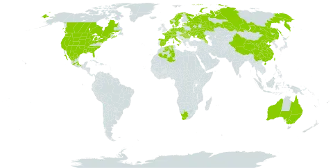 Ambrosia psilostachya world distribution map, present in Australia, Azerbaijan, Belgium, Canada, Switzerland, China, Germany, Denmark, Algeria, Spain, Estonia, France, United Kingdom of Great Britain and Northern Ireland, Hungary, Italy, Luxembourg, Latvia, Mexico, Montenegro, Netherlands, Norway, Poland, Romania, Russian Federation, Sweden, Taiwan, Province of China, Ukraine, United States of America, and South Africa