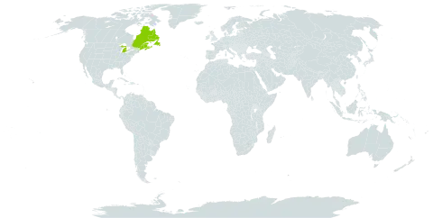 Amelanchier sanguinea var. gaspensis world distribution map, present in Canada and United States of America