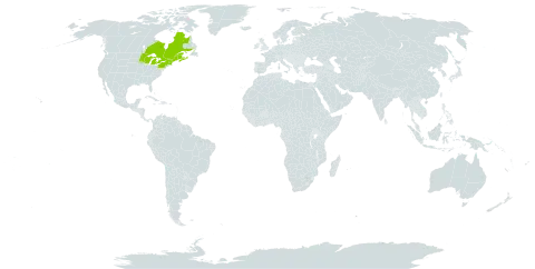 Amelanchier x neglecta world distribution map, present in Canada and United States of America