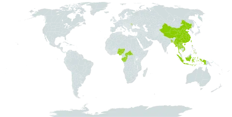 Amischotolype world distribution map, present in Andorra, Bangladesh, Central African Republic, China, Congo, Gabon, Indonesia, Lao People's Democratic Republic, Moldova (Republic of), Myanmar, Nigeria, Nepal, Philippines, Thailand, Taiwan, Province of China, and Viet Nam