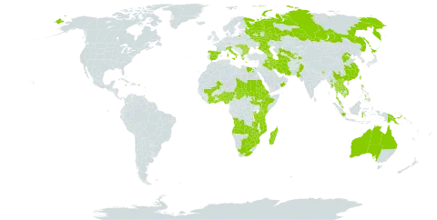 Ammannia baccifera world distribution map, present in Afghanistan, Angola, Anguilla, Armenia, Australia, Azerbaijan, Burundi, Benin, Burkina Faso, Bulgaria, Bahrain, Brunei Darussalam, Bhutan, Botswana, China, Côte d'Ivoire, Egypt, Eritrea, Spain, Ethiopia, Georgia, Ghana, Guadeloupe, Greece, Hungary, Indonesia, India, Iran (Islamic Republic of), Iraq, Italy, Jamaica, Japan, Kenya, Cambodia, Lao People's Democratic Republic, Saint Lucia, Sri Lanka, Madagascar, Maldives, North Macedonia, Mali, Myanmar, Mozambique, Mauritius, Malawi, Malaysia, Nigeria, Nepal, Oman, Pakistan, Philippines, Papua New Guinea, Puerto Rico, Romania, Russian Federation, Rwanda, Saudi Arabia, Sudan, Singapore, South Sudan, eSwatini, Chad, Togo, Thailand, Tajikistan, Turkmenistan, Trinidad and Tobago, Taiwan, Province of China, Tanzania, United Republic of, United States of America, Uzbekistan, Viet Nam, South Africa, Zambia, and Zimbabwe