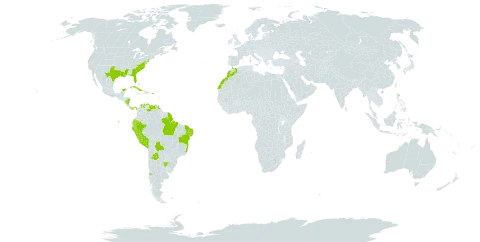 Ammannia latifolia world distribution map, present in Argentina, Antigua and Barbuda, Bonaire, Sint Eustatius and Saba, Bahamas, Bolivia (Plurinational State of), Brazil, Barbados, Chile, Colombia, Cuba, Cayman Islands, Ecuador, Guadeloupe, Grenada, French Guiana, Jamaica, Saint Kitts and Nevis, Saint Lucia, Morocco, Mexico, Martinique, Nicaragua, Panama, Peru, Puerto Rico, Turks and Caicos Islands, Trinidad and Tobago, United States of America, and Venezuela (Bolivarian Republic of)