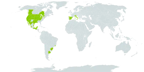 Ammannia robusta world distribution map, present in Argentina, Belize, Brazil, Canada, Spain, Guatemala, Guam, Italy, Mexico, Martinique, and United States of America