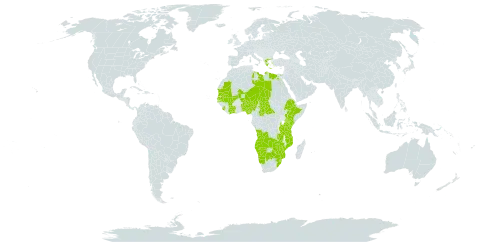 Ammannia senegalensis world distribution map, present in Angola, Benin, Burkina Faso, Botswana, Central African Republic, Côte d'Ivoire, Egypt, Ethiopia, Greece, Kenya, Libya, Mali, Mozambique, Mauritania, Malawi, Namibia, Niger, Nigeria, Senegal, Sierra Leone, eSwatini, Chad, Tanzania, United Republic of, South Africa, Zambia, and Zimbabwe