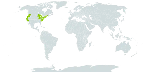 Ammophila breviligulata world distribution map, present in United States of America