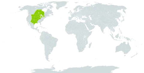 Amorpha canescens world distribution map, present in Canada and United States of America