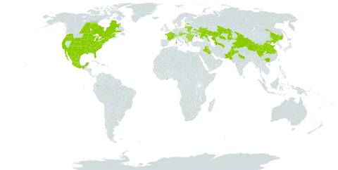 Amorpha fruticosa world distribution map, present in Albania, Austria, Azerbaijan, Bulgaria, Belarus, Canada, Switzerland, China, Czech Republic, Ecuador, Estonia, France, Ghana, India, Iraq, Italy, Kazakhstan, Lithuania, Moldova (Republic of), Mexico, Mauritius, Pakistan, Romania, Russian Federation, Slovakia, Tajikistan, Turkmenistan, Ukraine, United States of America, and Uzbekistan