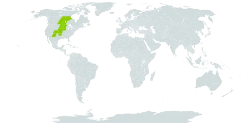 Amorpha nana world distribution map, present in Canada and United States of America