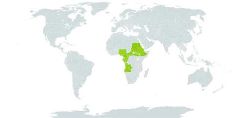 Ampelocissus abyssinica world distribution map, present in Angola, Burundi, Central African Republic, Cameroon, Congo, Eritrea, Ethiopia, Gabon, Nigeria, Sudan, South Sudan, and Uganda