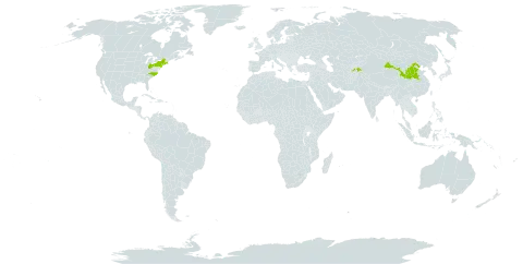 Ampelopsis aconitifolia world distribution map, present in China, Tajikistan, and United States of America