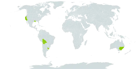 Amphibromus world distribution map, present in Australia, Bolivia (Plurinational State of), Uruguay, and United States of America