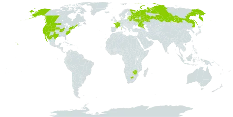 Amsinckia menziesii world distribution map, present in Belarus, Canada, Estonia, France, Lithuania, Latvia, Mexico, Russian Federation, United States of America, South Africa, and Zimbabwe