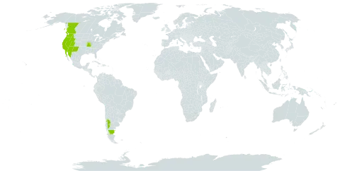 Amsinckia tessellata world distribution map, present in Argentina, Canada, Chile, Mexico, and United States of America