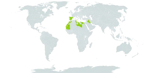 Anabasis articulata world distribution map, present in Bahrain, Egypt, Spain, Iraq, Israel, Libya, Sri Lanka, Morocco, Mauritania, Saudi Arabia, and Tunisia