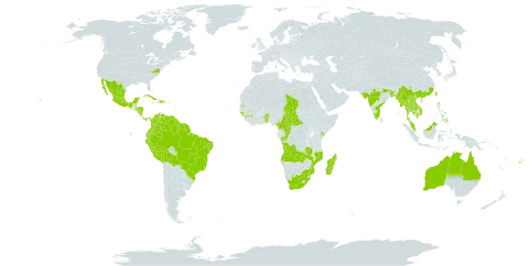 Anacardium occidentale world distribution map, present in Angola, Anguilla, Antigua and Barbuda, Australia, Benin, Bonaire, Sint Eustatius and Saba, Burkina Faso, Bangladesh, Belize, Bolivia (Plurinational State of), Brazil, Barbados, Brunei Darussalam, Central African Republic, China, Cameroon, Congo, Cook Islands, Colombia, Cuba, Dominica, Dominican Republic, Ecuador, Fiji, Micronesia (Federated States of), Guinea, Guadeloupe, Guinea-Bissau, Equatorial Guinea, Grenada, French Guiana, Guam, Guyana, Honduras, Haiti, India, Jamaica, Kenya, Cambodia, Lao People's Democratic Republic, Saint Lucia, Sri Lanka, Madagascar, Mexico, Myanmar, Northern Mariana Islands, Mozambique, Montserrat, Martinique, Malaysia, Nicaragua, Niue, Nepal, Panama, Peru, Philippines, Puerto Rico, Singapore, Sao Tome and Principe, Suriname, Seychelles, Chad, Togo, Thailand, Trinidad and Tobago, Taiwan, Province of China, United States of America, Saint Vincent and the Grenadines, Venezuela (Bolivarian Republic of), Viet Nam, South Africa, and Zambia