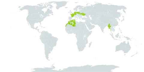 Anacyclus pyrethrum world distribution map, present in Germany, Algeria, France, Morocco, Myanmar, Poland, and Ukraine