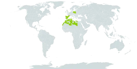 Anacyclus valentinus world distribution map, present in Belgium, Algeria, Spain, France, United Kingdom of Great Britain and Northern Ireland, Libya, Morocco, Poland, and Tunisia