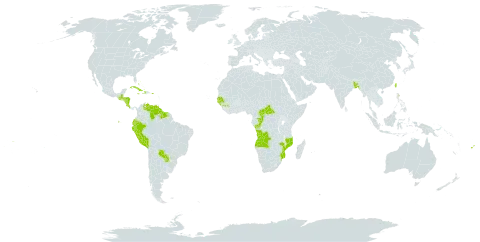 Ananas comosus var. comosus world distribution map, present in Angola, Andorra, Bangladesh, Bahamas, Bermuda, Central African Republic, Congo, Cook Islands, Costa Rica, Cuba, Cayman Islands, Dominica, Ecuador, Fiji, Guinea, Gambia, Guinea-Bissau, Guatemala, Guyana, Honduras, Haiti, Jamaica, Mozambique, Nicaragua, Peru, Puerto Rico, Paraguay, Senegal, Suriname, Taiwan, Province of China, Venezuela (Bolivarian Republic of), and Samoa