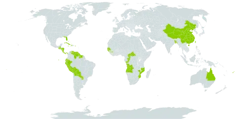 Ananas world distribution map, present in Angola, Andorra, Australia, Bangladesh, Bahamas, Bermuda, Bolivia (Plurinational State of), Central African Republic, China, Congo, Cook Islands, Costa Rica, Cuba, Cayman Islands, Dominica, Ecuador, Fiji, Guinea, Gambia, Guinea-Bissau, Guatemala, Guyana, Honduras, Haiti, Jamaica, Mozambique, Nicaragua, Panama, Peru, Puerto Rico, Paraguay, Senegal, Suriname, Taiwan, Province of China, United States of America, Venezuela (Bolivarian Republic of), and Samoa