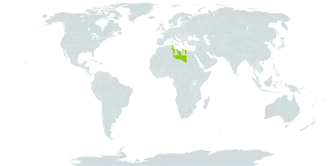 Anarrhinum fruticosum subsp. brevifolium world distribution map, present in Libya and Tunisia