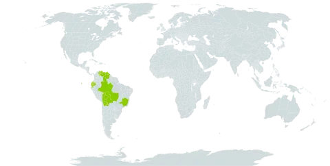 Anathallis nanifolia world distribution map, present in Bolivia (Plurinational State of), Brazil, Ecuador, and Venezuela (Bolivarian Republic of)