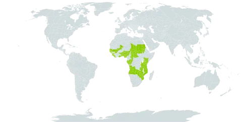 Anchomanes world distribution map, present in Angola, Benin, Burkina Faso, Central African Republic, Congo, Gabon, Ghana, Guinea, Gambia, Guinea-Bissau, Kenya, Liberia, Mali, Mozambique, Nigeria, Sudan, Senegal, Sierra Leone, Chad, Togo, Tanzania, United Republic of, Uganda, Zambia, and Zimbabwe