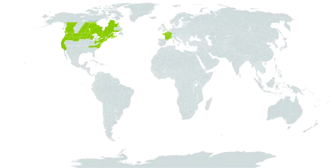 Anchusa arvensis world distribution map, present in Canada, France, United Kingdom of Great Britain and Northern Ireland, and United States of America