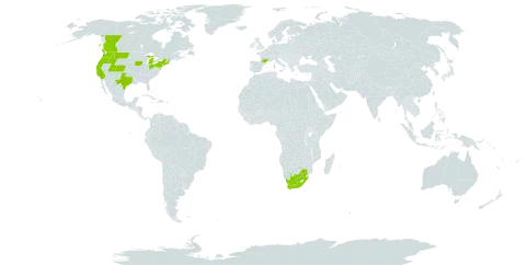 Anchusa azurea world distribution map, present in Canada, France, United States of America, and South Africa