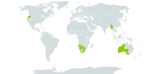 Anchusa capensis world distribution map, present in Australia, Botswana, Lesotho, Myanmar, Namibia, Taiwan, Province of China, United States of America, and South Africa