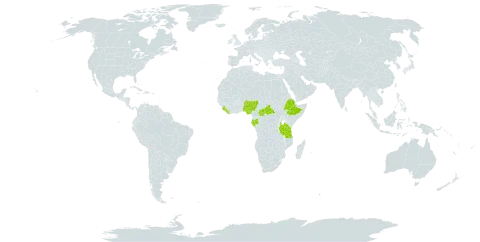 Ancistrorhynchus metteniae world distribution map, present in Central African Republic, Ethiopia, Gabon, Liberia, Nigeria, Sierra Leone, Tanzania, United Republic of, and Uganda