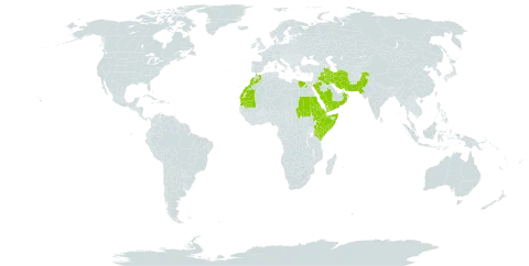 Andrachne aspera world distribution map, present in Djibouti, Egypt, Eritrea, Ethiopia, Iran (Islamic Republic of), Iraq, Kenya, Morocco, Mauritania, Oman, Pakistan, Palau, Saudi Arabia, Sudan, Singapore, Somalia, Turks and Caicos Islands, and Yemen