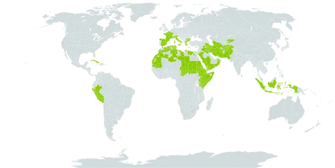 Andrachne world distribution map, present in Afghanistan, Bulgaria, Cuba, Cyprus, Djibouti, Algeria, Egypt, Eritrea, Spain, Ethiopia, France, Greece, Haiti, Indonesia, Iran (Islamic Republic of), Iraq, Italy, Kenya, Kyrgyzstan, Libya, Morocco, Mauritania, Oman, Pakistan, Peru, Palau, Saudi Arabia, Sudan, Singapore, Somalia, Turks and Caicos Islands, Chad, Turkmenistan, Tunisia, and Yemen